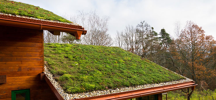 Laguna Beach Residential Green Roof